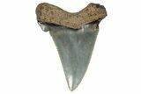 Serrated Angustidens Tooth - Megalodon Ancestor #269962-1